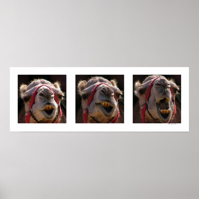 Póster Caras de camello (Frente)