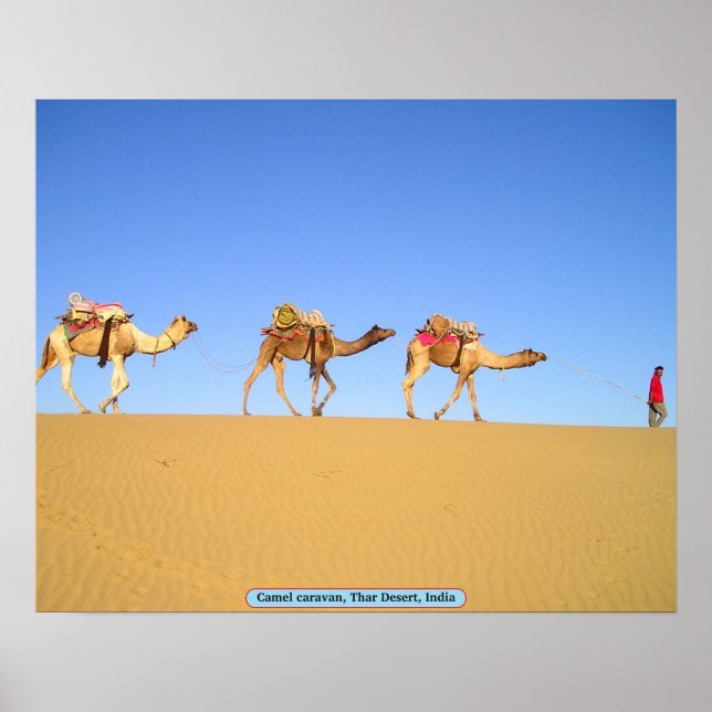 Póster Caravana de camellos, desierto de Thar, India (Frente)