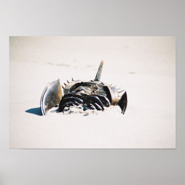 Póster Carbón de herradura (Frente)