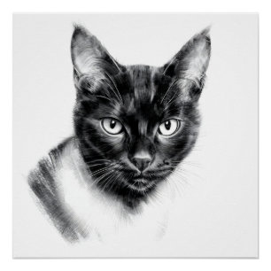 Póster Carboncillo de gato