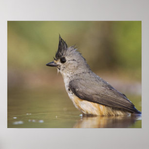 Póster Carbonero Crestado, Baeolophus