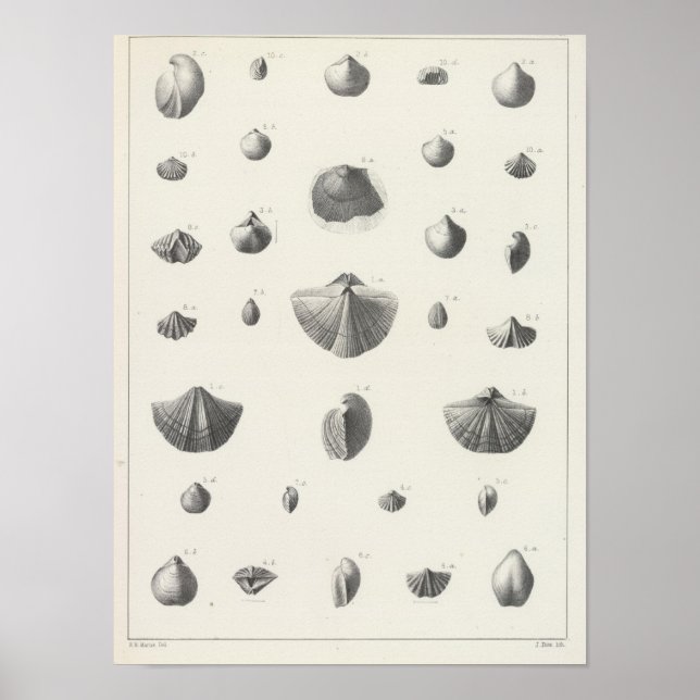 Póster Carbonifero X (Frente)