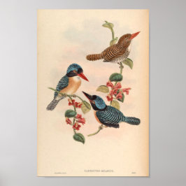 Póster Carcineutes Melanops Kingfisher Vintage Bird Asia