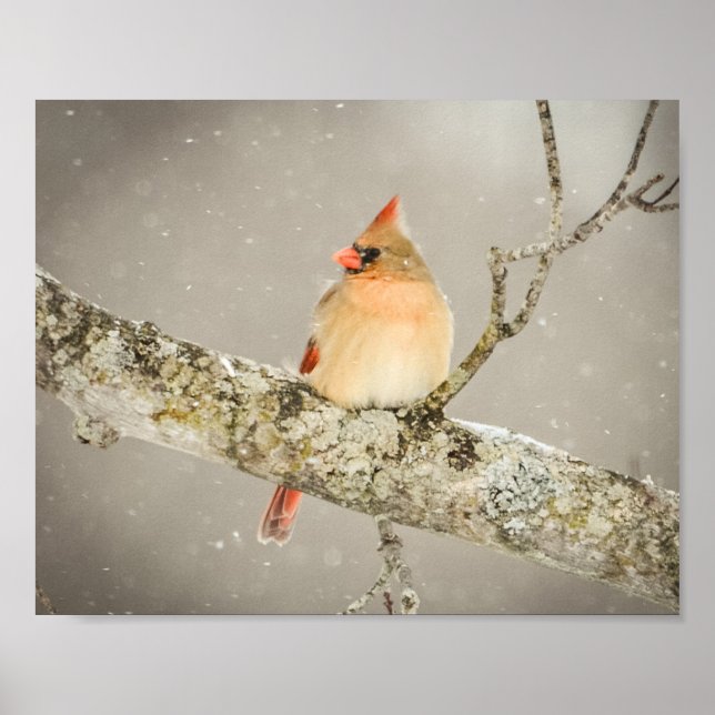 Póster Cardenal Bird femenino de invierno (Frente)