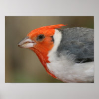 Cardenal de la Cruz Roja