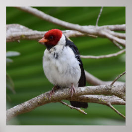 Póster Cardenal de moto amarilla en un árbol