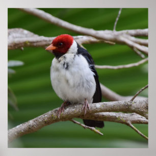 Póster Cardenal de moto amarilla en un árbol
