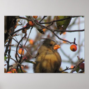Póster Cardenal de otoño