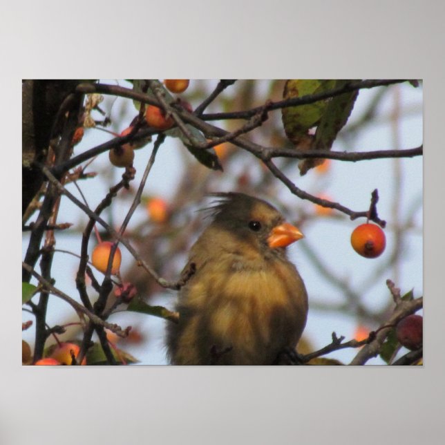 Póster Cardenal de otoño (Frente)