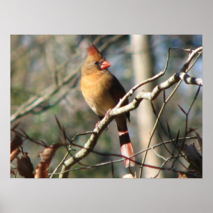 Póster Cardenal de sexo femenino