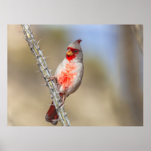 Póster Cardenal del Desierto