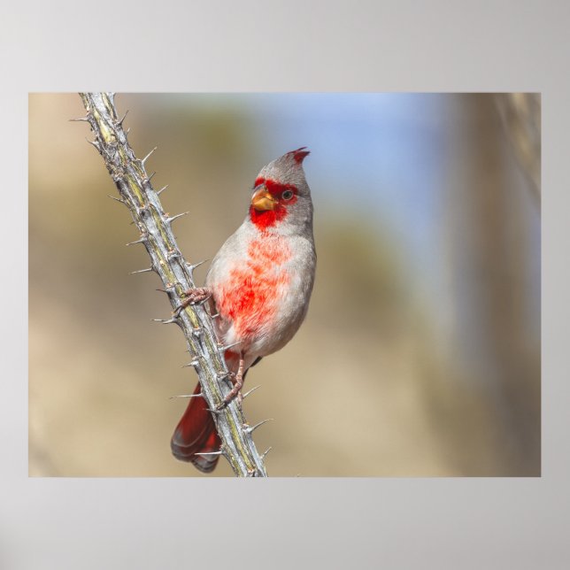 Póster Cardenal del Desierto (Frente)