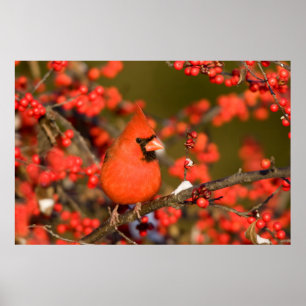 Póster Cardenal del norte en invierno común
