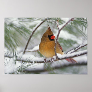 Póster Cardenal del norte hembra en pino nevado,