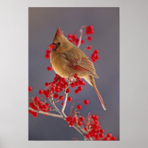 Póster Cardenal del norte hembra entre espino blanco