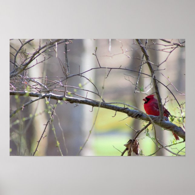 Póster Cardenal en foto de árbol (Frente)