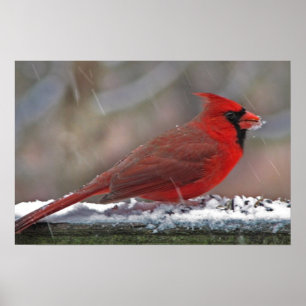 Póster Cardenal en la nieve