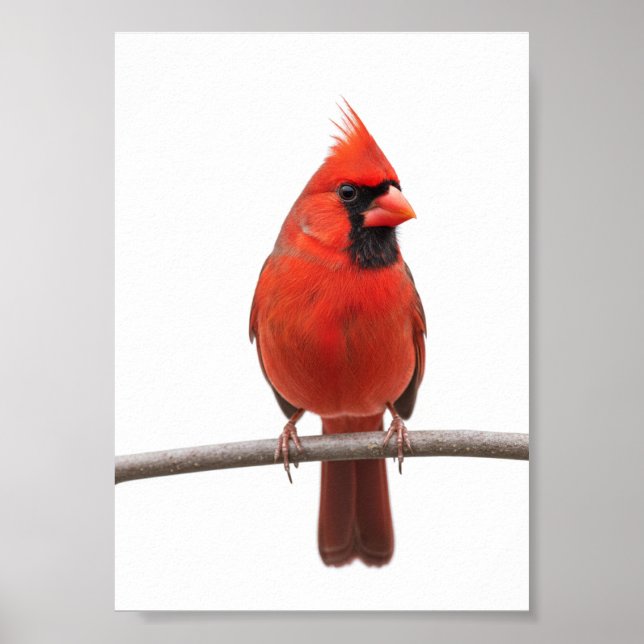 Póster Cardenal en la nieve (Frente)
