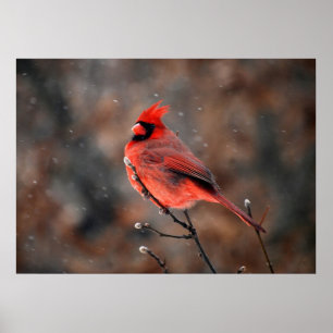 Póster Cardenal en una tormenta de nieve