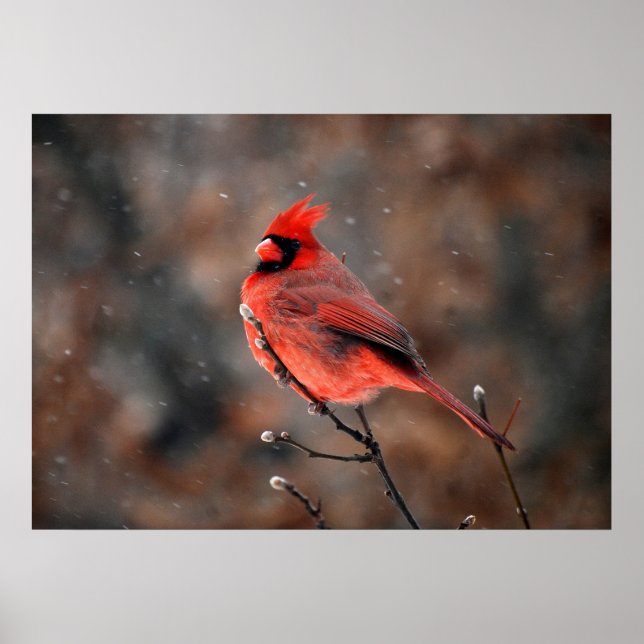 Póster Cardenal en una tormenta de nieve (Frente)