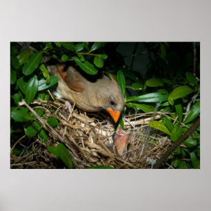 Póster Cardenal femenino alimentando bebés