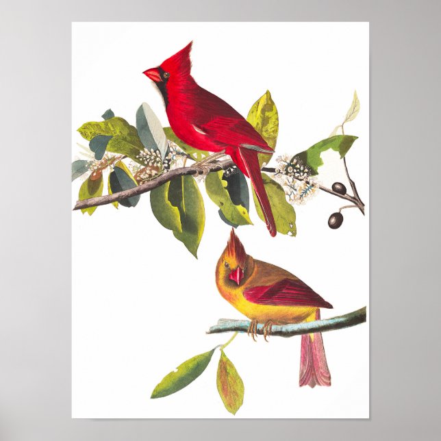 Póster Cardenal Grosbeak de John James Audubon (Frente)
