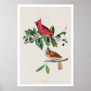 Póster Cardenal Grosbeak por Poster Audubon