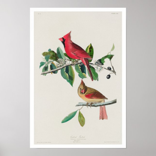 Póster Cardenal Grosbeak por Poster Audubon (Frente)
