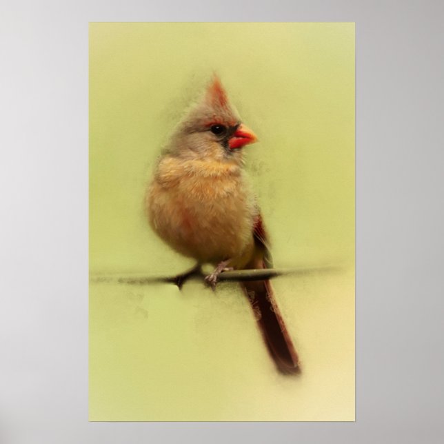Póster Cardenal hembra cantor (Frente)