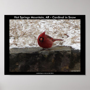 Póster Cardenal Hot Springs Nat. Poster II de la Montaña