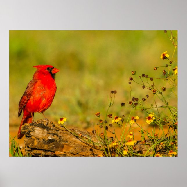 Póster Cardenal macho en tronco (Frente)