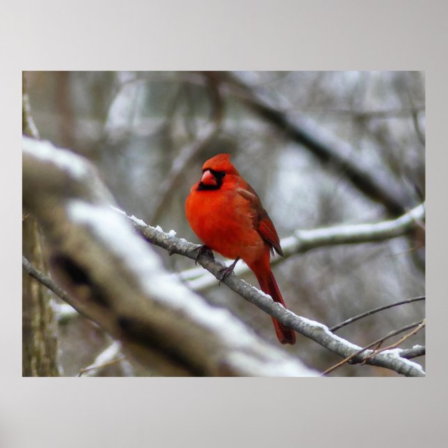 Póster Cardenal masculino (Frente)