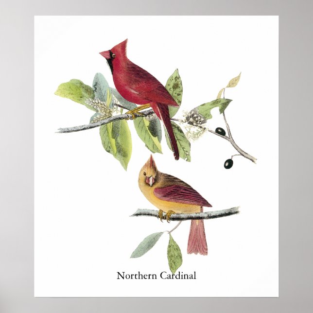 Póster Cardenal norte de Audubon (Frente)