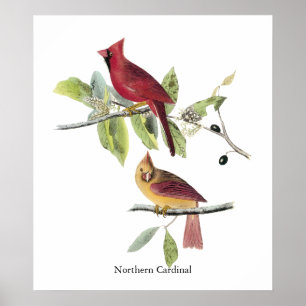 Póster Cardenal norte de Audubon