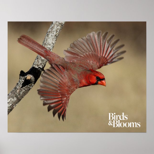 Póster Cardenal Norte En Vuelo (Frente)