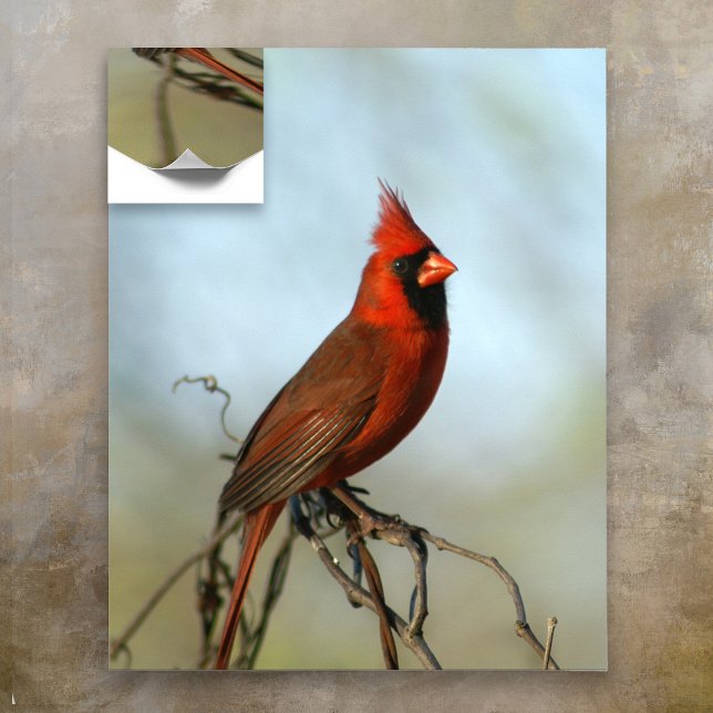 Póster Cardenal norte masculino (Subido por el creador)