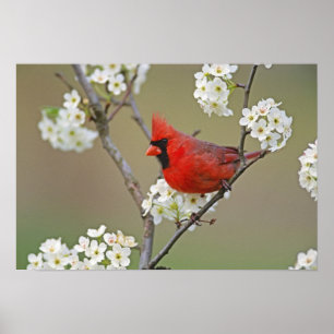 Póster Cardenal norteño