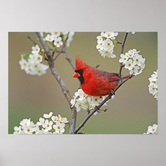Póster Cardenal norteño (Frente)