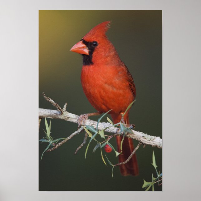 Póster Cardenal Norteño, Cardinalis cardinalis, macho (Frente)