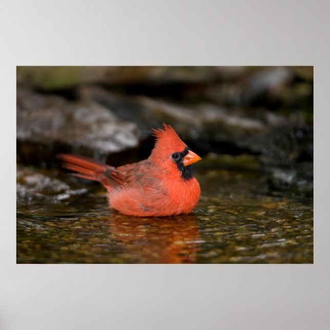 Póster Cardenal norteño macho bañándose (Frente)