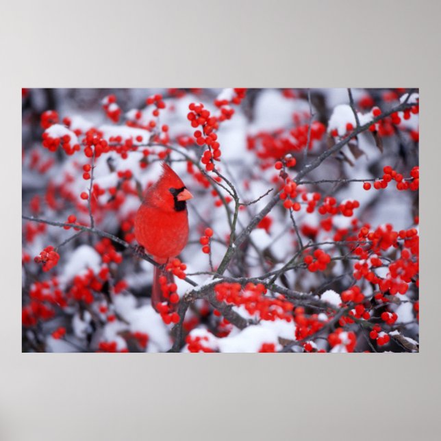 Póster Cardenal norteño macho, Invierno, IL (Frente)