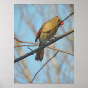 Póster Cardenal/pájaro femenino