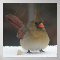 Cardenal Poster