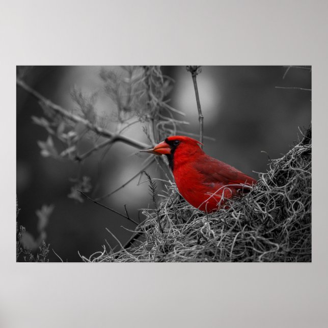 Póster Cardenal rojo del norte - Fotografía de pájaro (Frente)