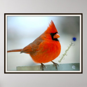Póster Cardenal rojo del pájaro