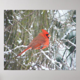 Póster Cardenal rojo en invierno