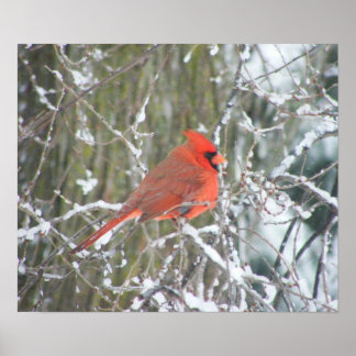 Póster Cardenal rojo en invierno