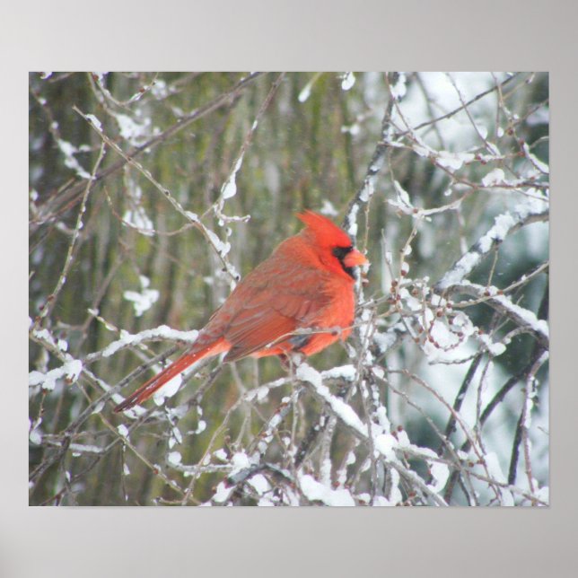Póster Cardenal rojo en invierno (Frente)