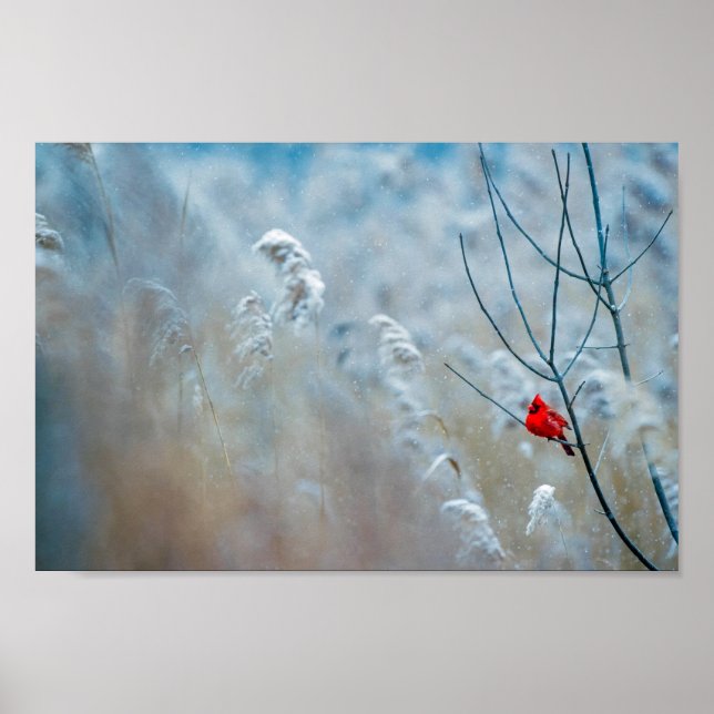 Póster Cardenal rojo en Navidades de fotografía de natura (Frente)
