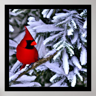 Póster Cardenal rojo invernal